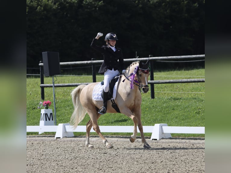 Palomino Gelding 13 years 13,2 hh Palomino in Ølstykke