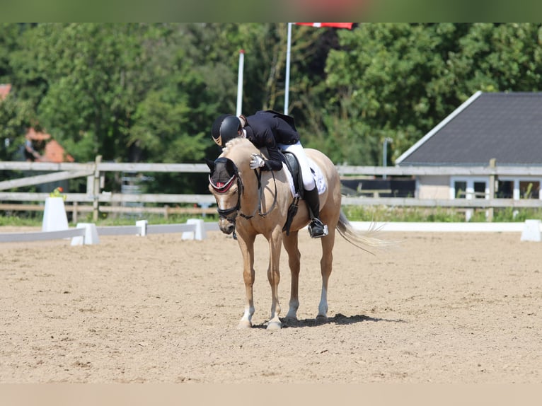 Palomino Gelding 13 years 13,2 hh Palomino in Ølstykke