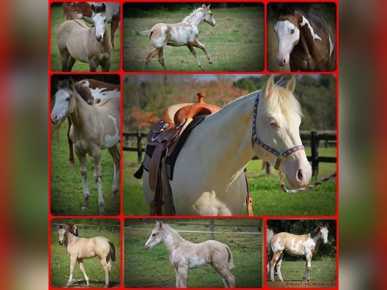 Palomino Mix Gelding 2 years 15 hh Palomino in Geesteren