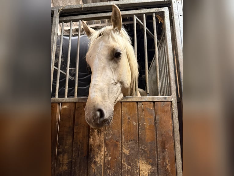 Palomino Mix Gelding 2 years 15 hh Palomino in Geesteren