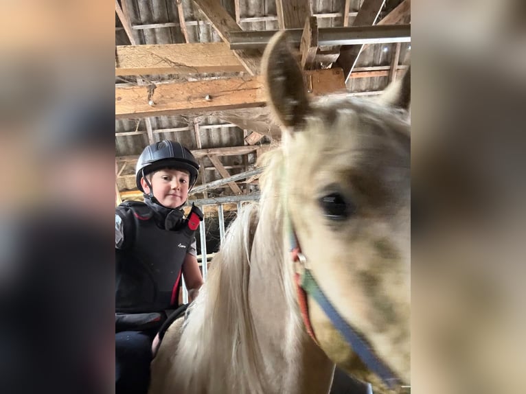 Palomino Mix Gelding 2 years 15 hh Palomino in Geesteren