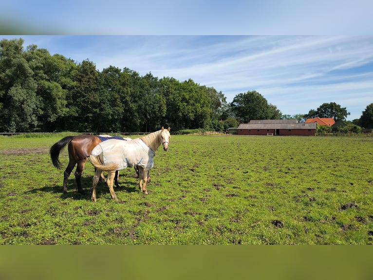 Palomino Mix Gelding 2 years 15 hh Palomino in Geesteren