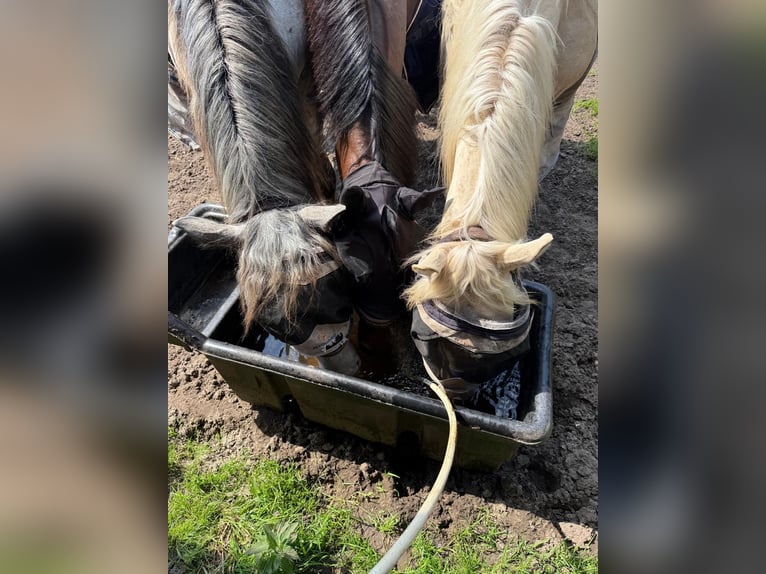 Palomino Mix Gelding 2 years 15 hh Palomino in Geesteren