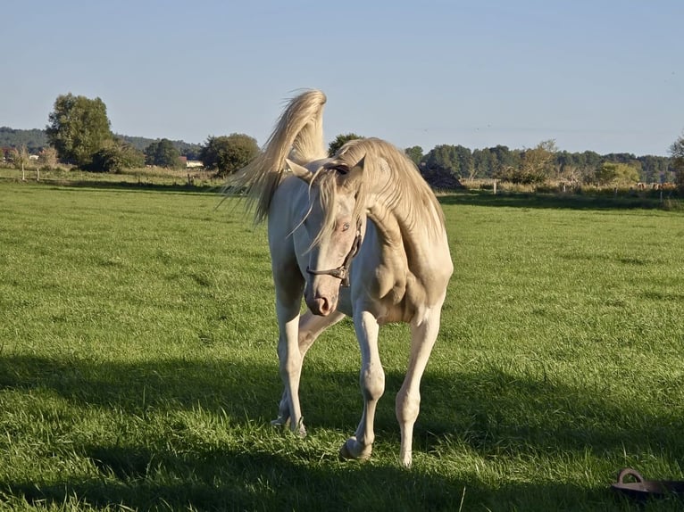 Palomino Mix Gelding 2 years 16 hh Palomino in Zirchow