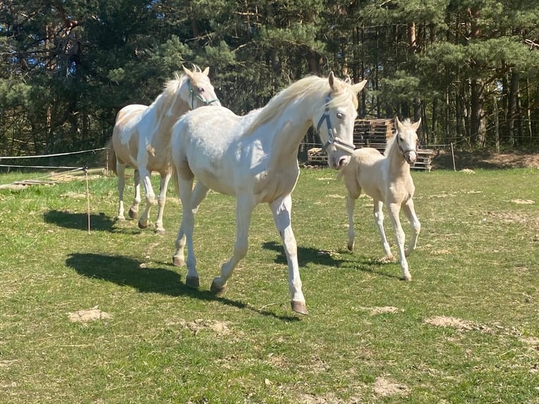 Palomino Mix Gelding 2 years 16 hh Palomino in Zirchow