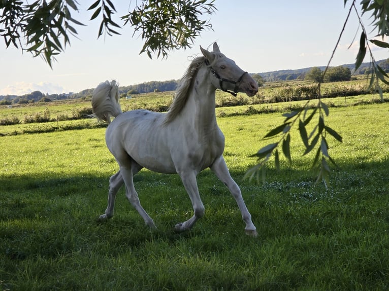 Palomino Mix Gelding 2 years 16 hh Palomino in Zirchow