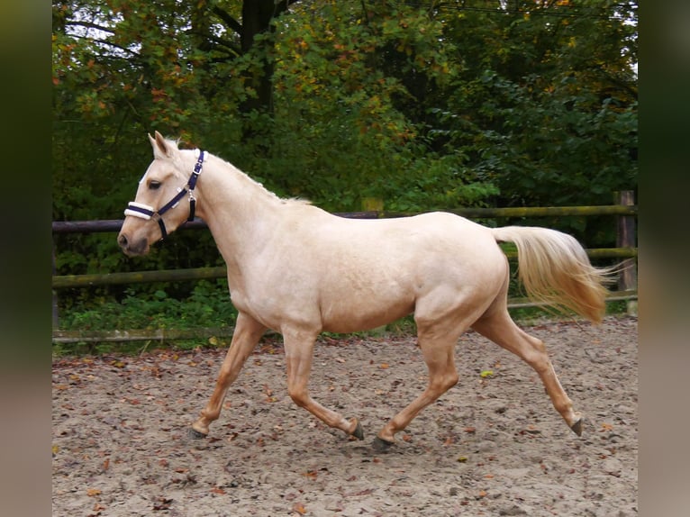 Palomino Gelding 3 years 14,1 hh in Dorsten