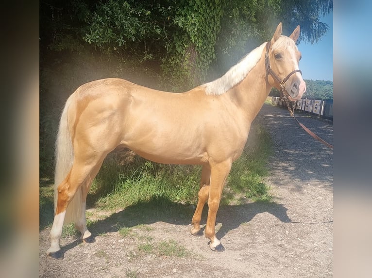 Palomino Gelding 3 years 15,1 hh Palomino in Ranshofen