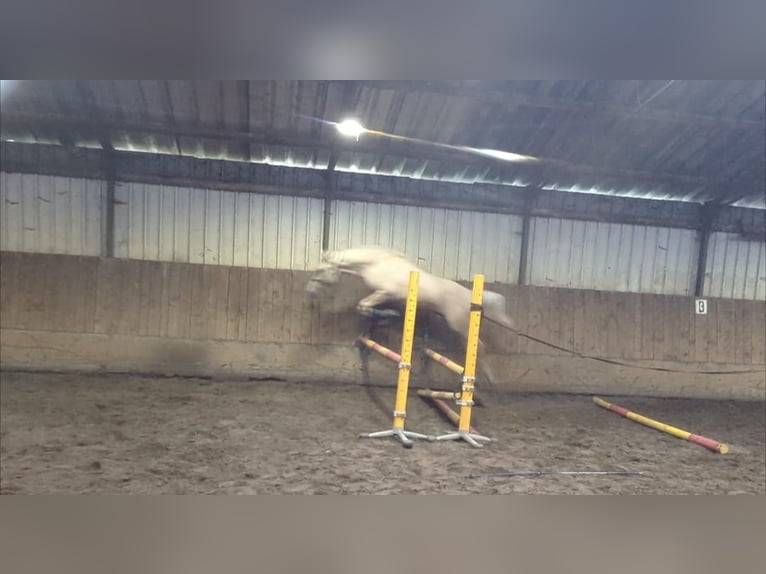 Palomino Gelding 3 years 15 hh Palomino in Wijk en Aalburg