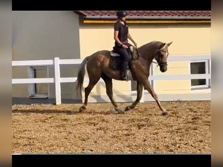 Palomino Gelding 3 years 16 hh Palomino in Bissingen