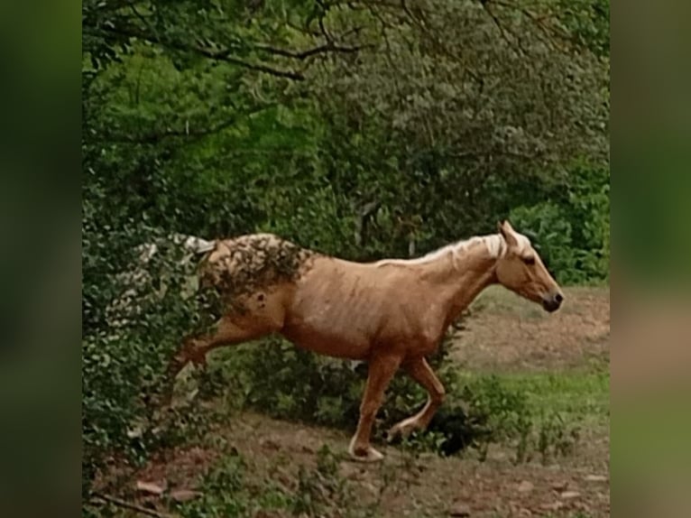 Palomino Gelding 3 years Palomino in La tour sur orb