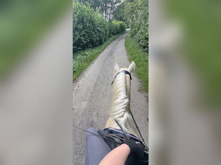 Palomino Gelding 4 years 14,1 hh Palomino in R&#xFC;mpel