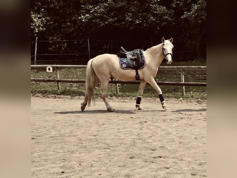 Palomino Gelding 4 years 14,1 hh Palomino in R&#xFC;mpel