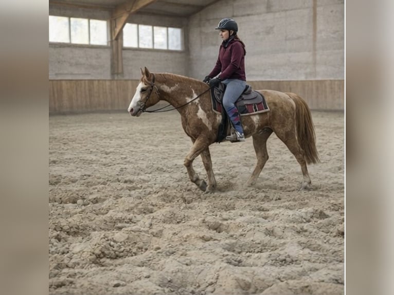 Palomino Gelding 4 years 15.1 hh Palomino in Zembschen
