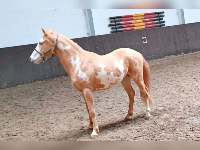 Palomino Gelding 4 years 15,1 hh Palomino in Zembschen