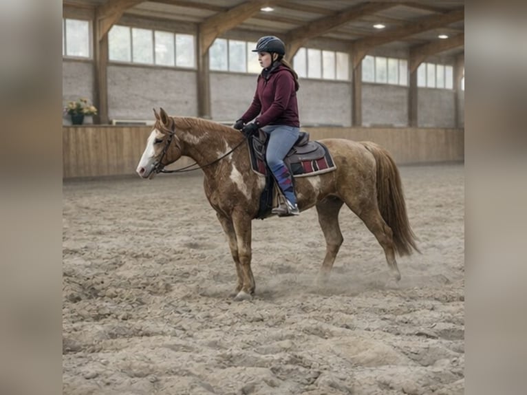Palomino Gelding 4 years 15,1 hh Palomino in Zembschen