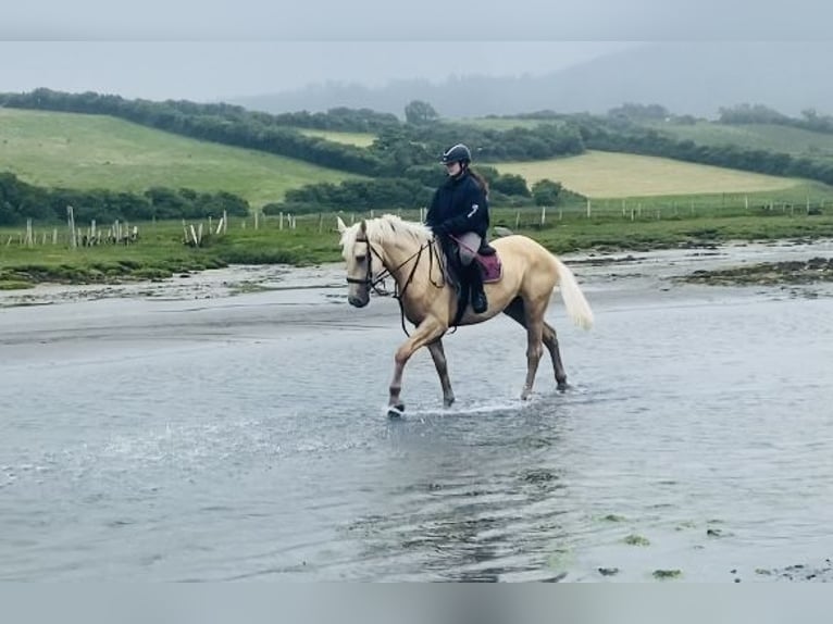 Palomino Gelding 4 years 16 hh Palomino in Sligo