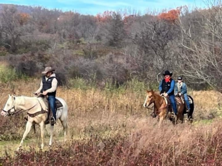 Palomino Gelding 4 years Pearl in Middleburg