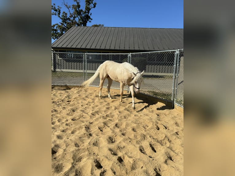 Palomino Gelding 4 years Pearl in Middleburg