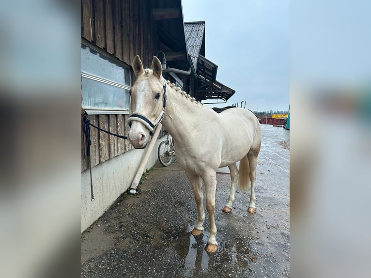 Palomino Gelding 5 years 14,2 hh Palomino in Niederbuchsiten