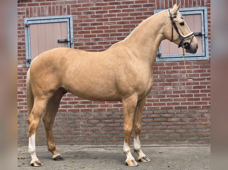 Palomino Gelding 5 years 16.2 hh Palomino in Someren