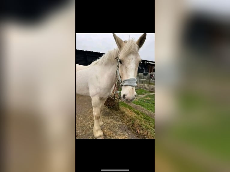 Palomino Gelding 6 years 15 hh White in Houston