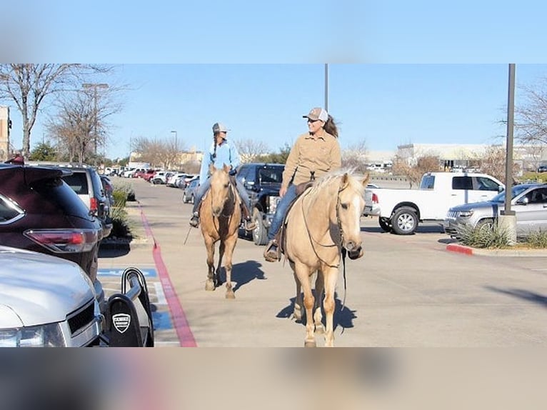 Palomino Gelding 7 years 15 hh Palomino in Belfast