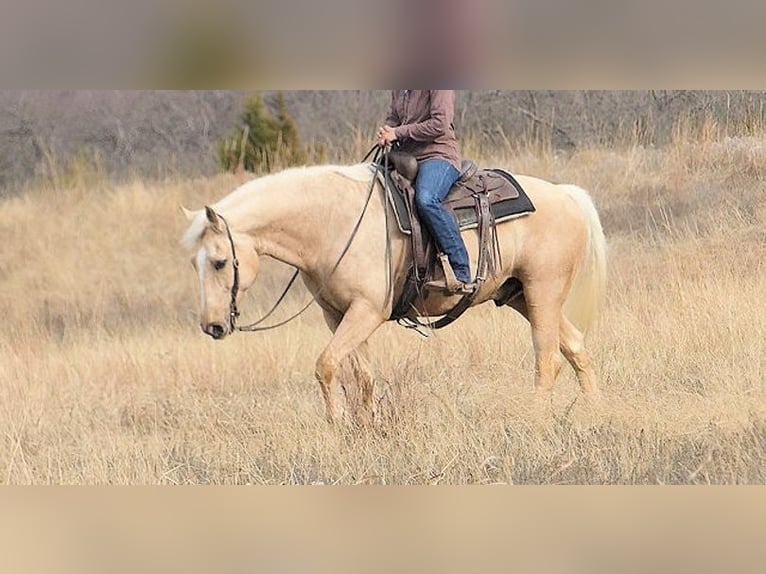 Palomino Gelding 7 years 15 hh Palomino in Chicago