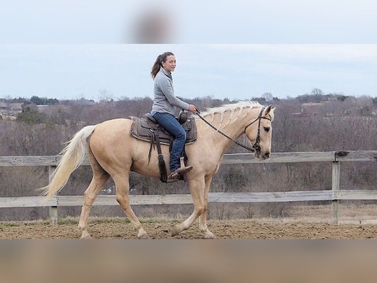 Palomino Gelding 7 years 15 hh Palomino in Chicago