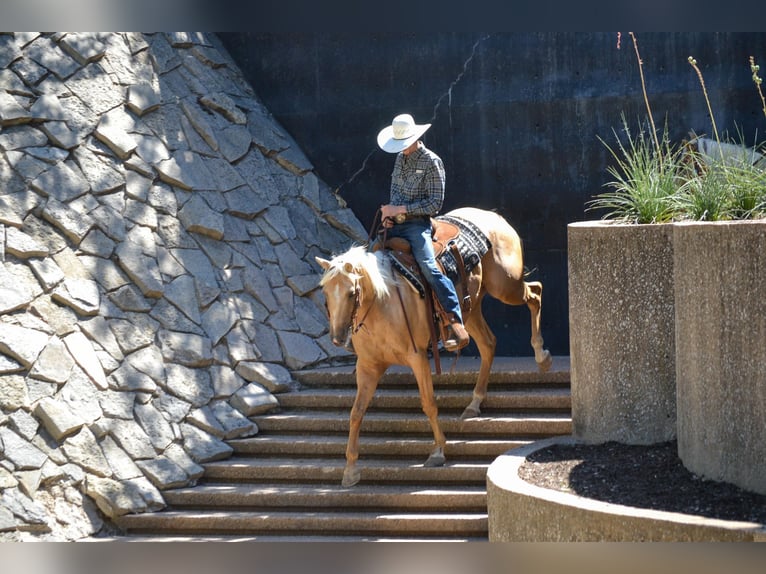 Palomino Gelding 7 years 16,1 hh Palomino in STEPHENVILLE, TX