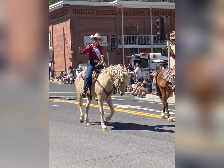 Palomino Gelding 8 years 14 hh Palomino in Vallecito