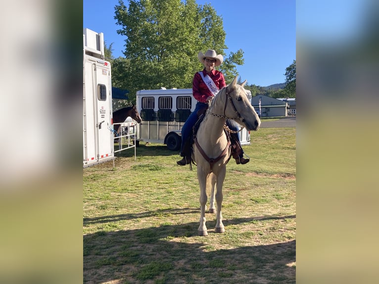 Palomino Gelding 8 years 14 hh Palomino in Vallecito