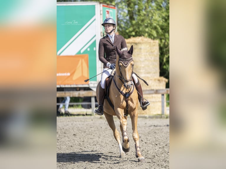 Palomino Gelding 8 years 15,3 hh Palomino in Süderlügum