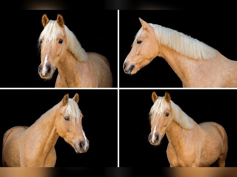 Palomino Gelding 9 years 14.2 hh Palomino in Essen