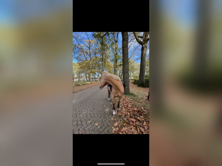 Palomino Mix Giumenta 11 Anni 160 cm Palomino in hoogstraten Palomino Mix Giumenta 11 Anni 160 cm Palomino in hoogstraten