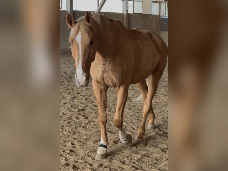 Palomino Giumenta 11 Anni 170 cm  in Neunburg vorm Wald
