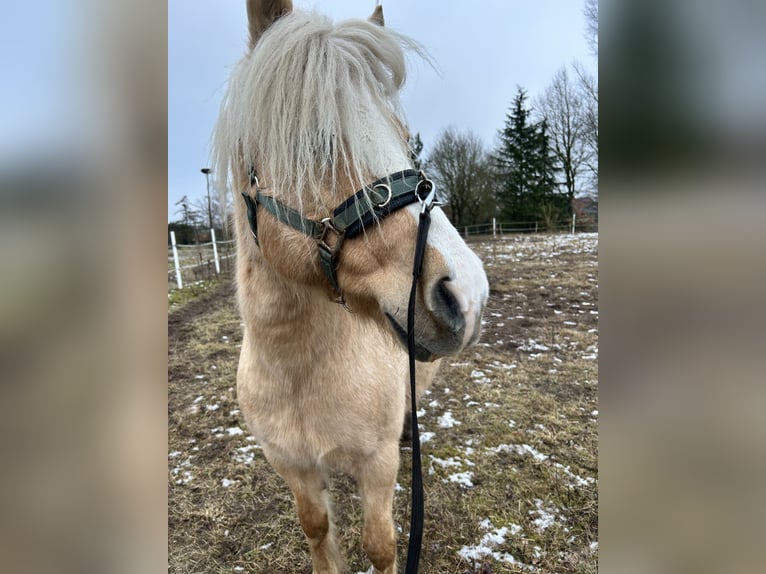 Palomino Giumenta 18 Anni 135 cm Palomino in Ahausen