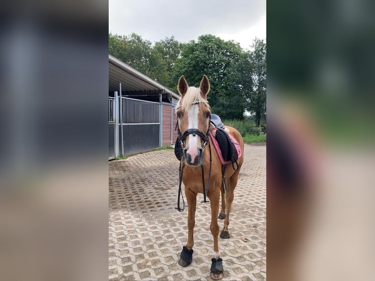 Palomino Giumenta 18 Anni 143 cm Palomino in Neuenhaus