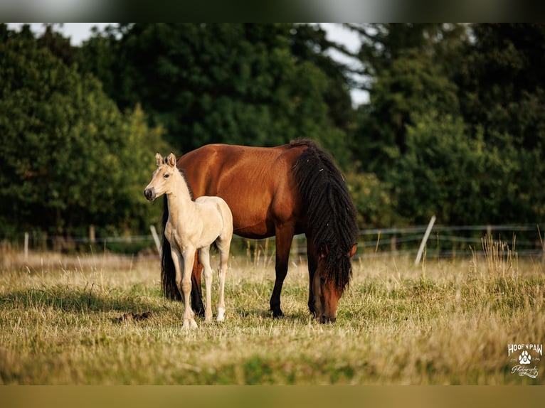 Palomino Giumenta 1 Anno 157 cm Pelle di daino in Thedinghausen