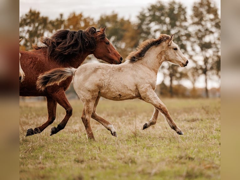 Palomino Giumenta 1 Anno 157 cm Pelle di daino in Thedinghausen