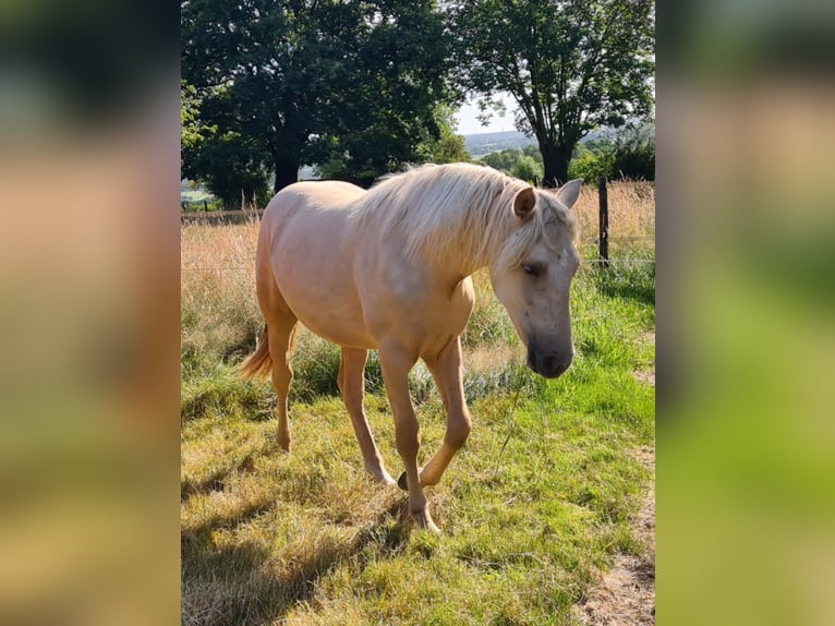 Palomino Giumenta 1 Anno 163 cm Palomino in Epen