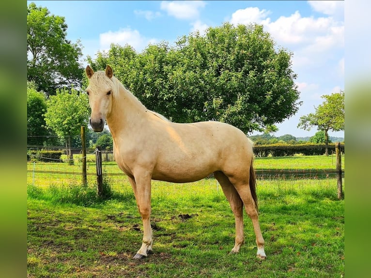 Palomino Giumenta 1 Anno 163 cm Palomino in Epen