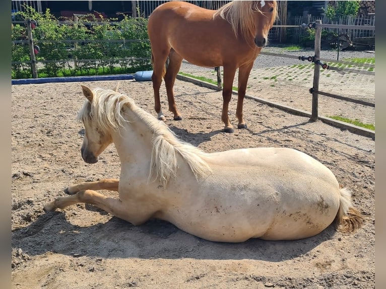 Palomino Giumenta 1 Anno 163 cm Palomino in Epen