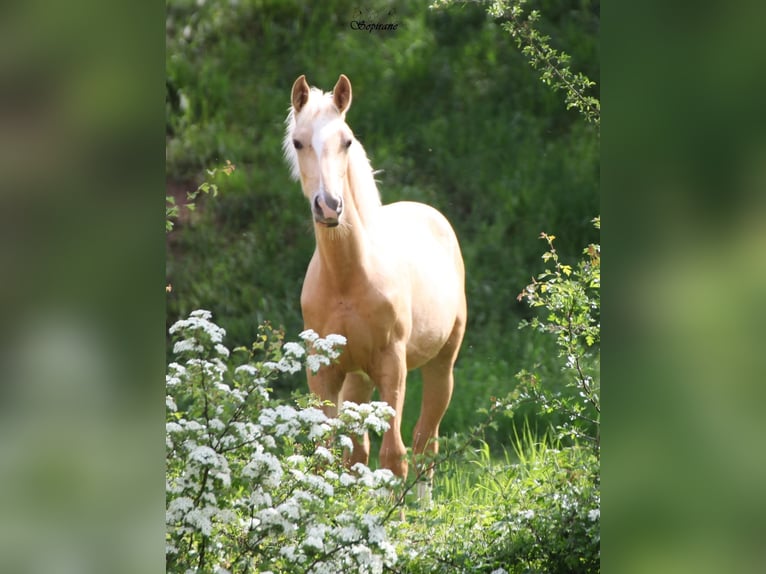 Palomino Giumenta 1 Anno  in Le Thuel
