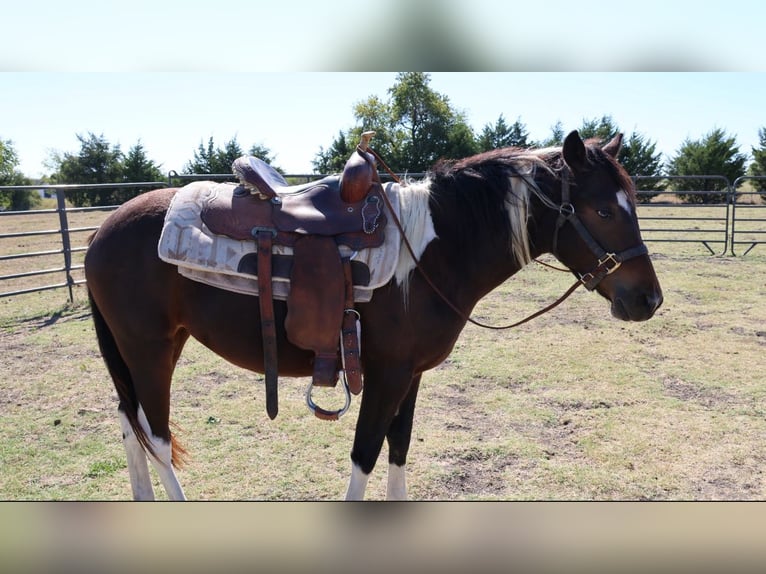 Palomino Mix Giumenta 2 Anni 132 cm Baio in Leonard
