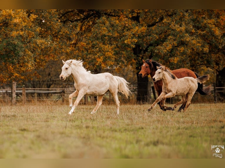 Palomino Giumenta 2 Anni 157 cm Palomino in Thedinghausen
