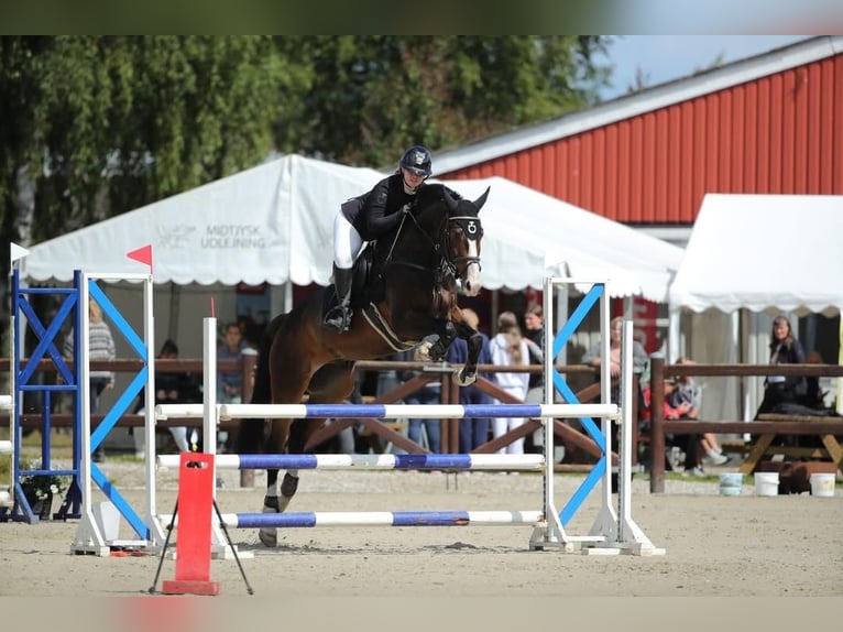 Palomino Giumenta 2 Anni 163 cm Palomino in Tjele