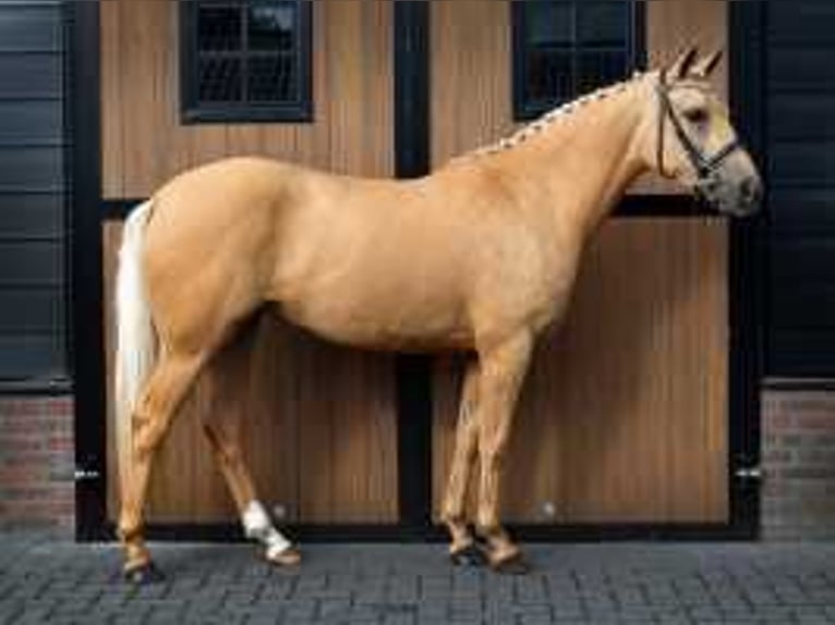 Palomino Giumenta 3 Anni 146 cm Palomino in Waddinxveen