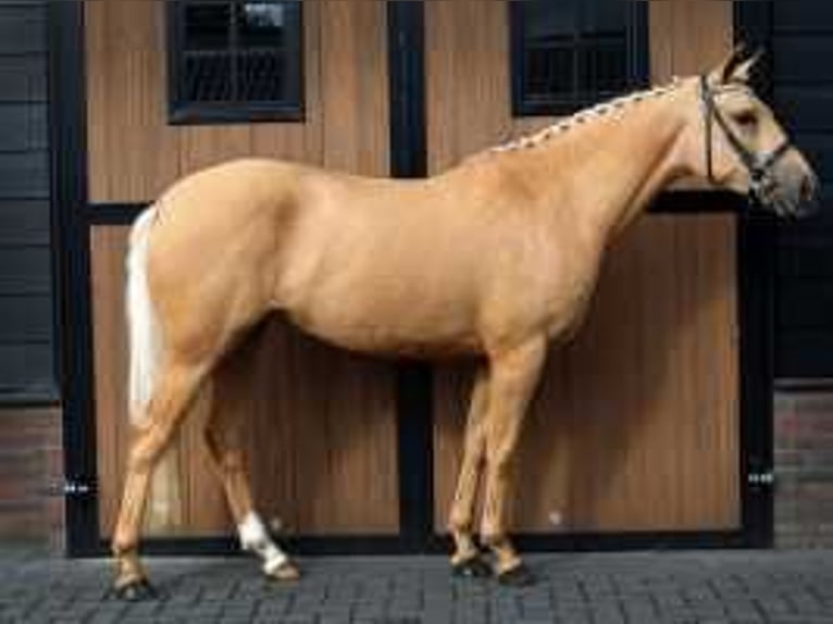 Palomino Giumenta 3 Anni 146 cm Palomino in Waddinxveen