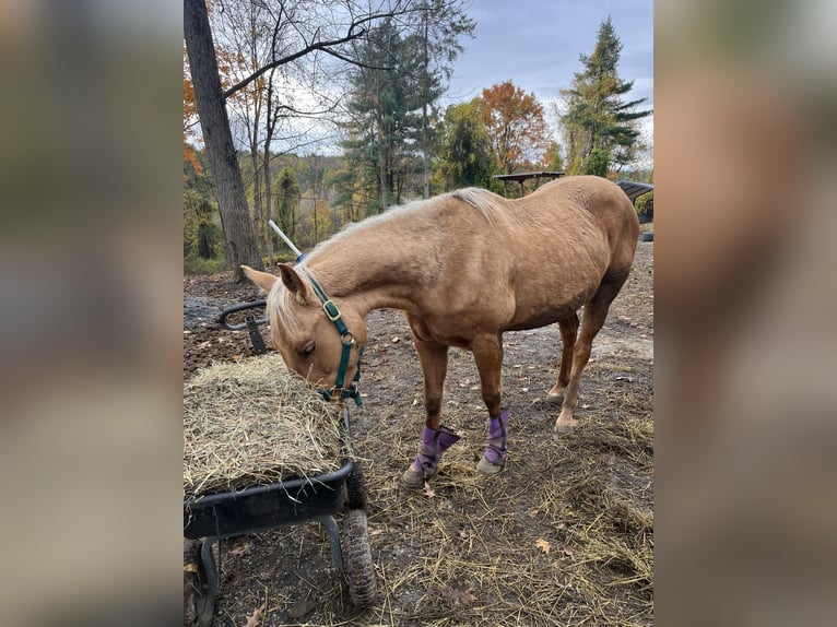 Palomino Giumenta 3 Anni 152 cm Palomino in Hudson Falls